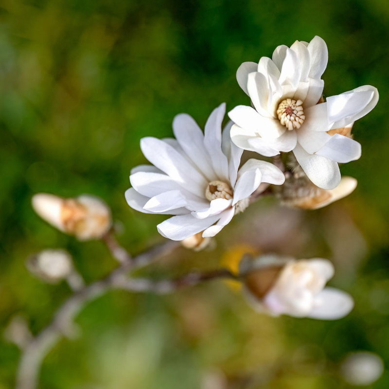 Magnolia stellata – Vaso 22 cm Altezza 60 cm -70 cm