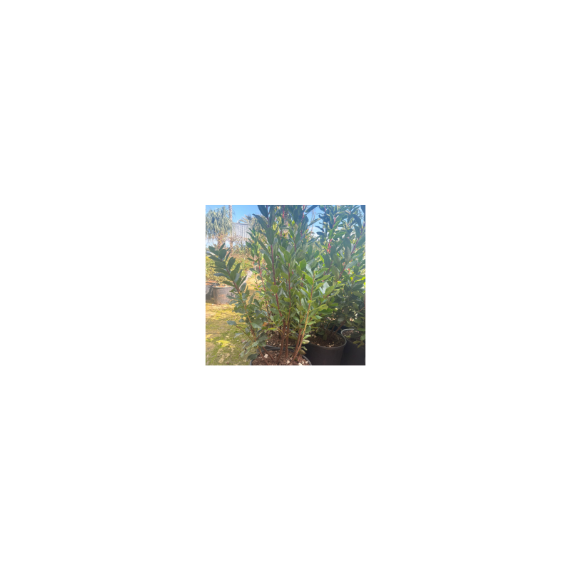 Corbezzolo Vaso 24 Altezza 80 cm | Pianta Mediterranea Sempreverde