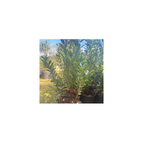 Corbezzolo Vaso 24 Altezza 80 cm | Pianta Mediterranea Sempreverde