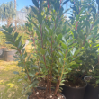 Corbezzolo Vaso 24 Altezza 80 cm | Pianta Mediterranea Sempreverde