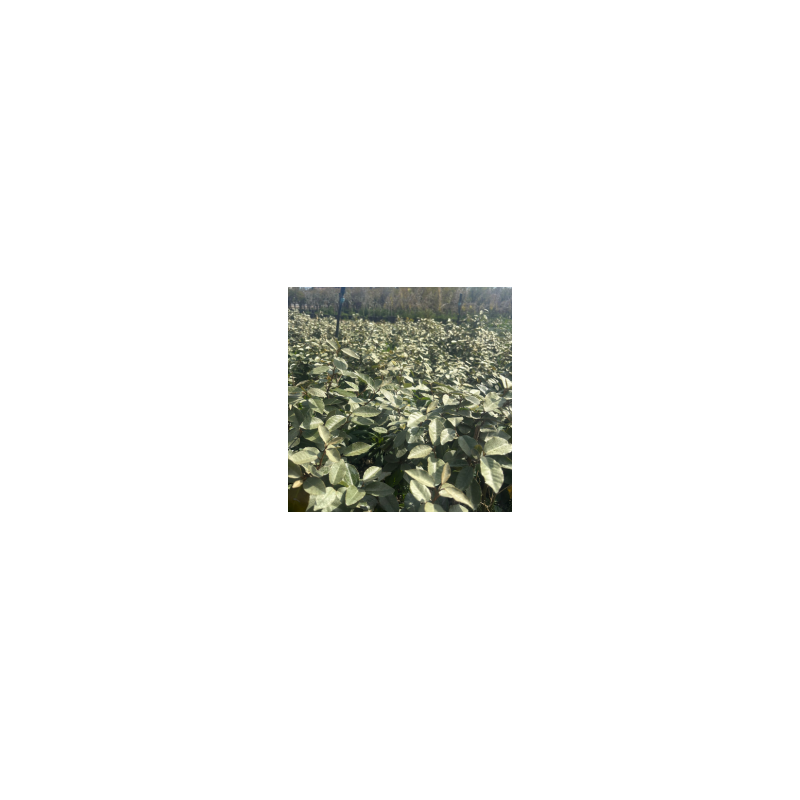 Elaeagnus Ebbingei Vaso 24 | Pianta Sempreverde per Siepi e Giardini