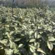 Elaeagnus Ebbingei Vaso 24 | Pianta Sempreverde per Siepi e Giardini