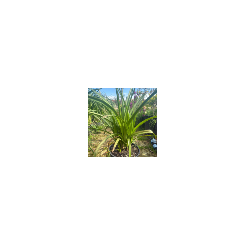 Kniphofia Vaso 20/22 H 50/60 cm | Pianta Ornamentale da Fiore