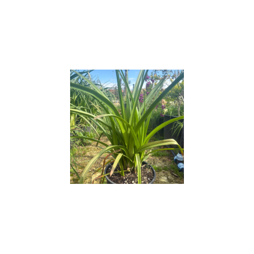 Kniphofia Vaso 20/22 H 50/60 cm | Pianta Ornamentale da Fiore