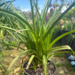 Kniphofia Vaso 20/22 H 50/60 cm | Pianta Ornamentale da Fiore