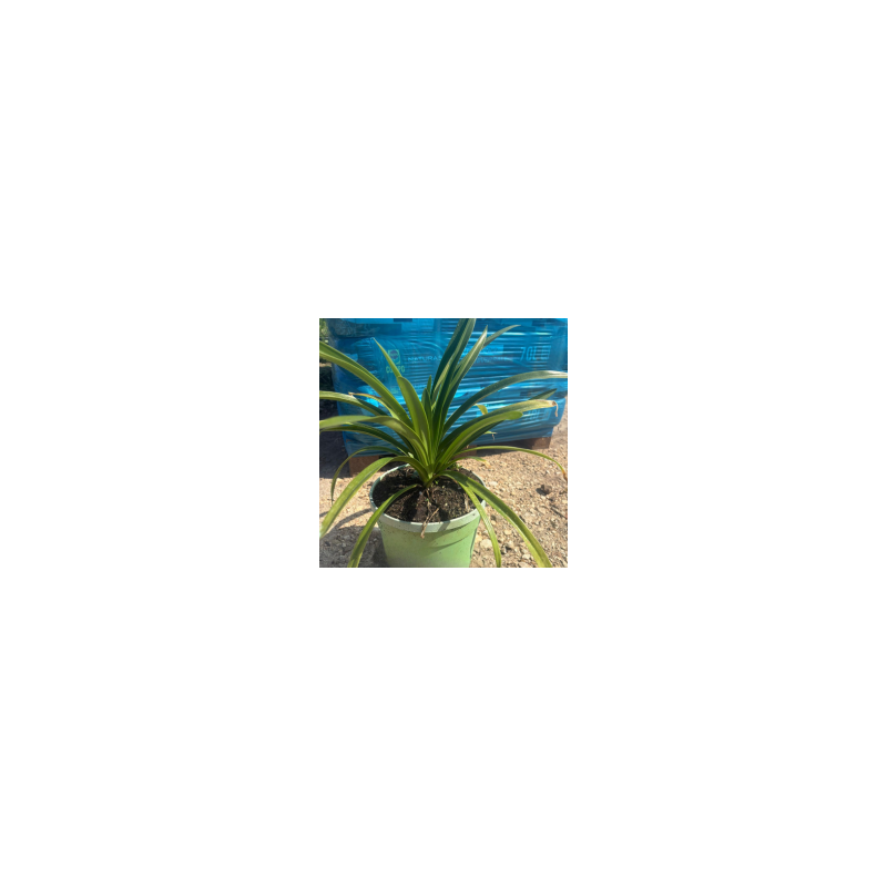 Agapanthus Vaso 22 H 30/40 cm | Pianta Ornamentale da Fiore