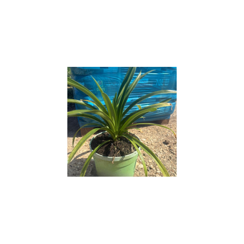 Agapanthus Vaso 22 H 30/40 cm | Pianta Ornamentale da Fiore