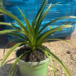 Agapanthus Vaso 22 H 30/40 cm | Pianta Ornamentale da Fiore