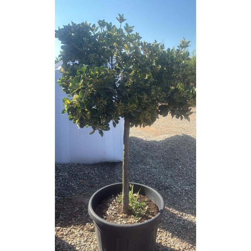 Evonimo Albo Marginato H 150 cm Vaso 70 | Pianta Ornamentale | 4Foglie