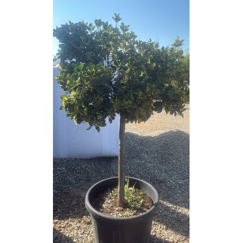 Evonimo Albo Marginato H 150 cm Vaso 70 | Pianta Ornamentale | 4Foglie