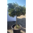 Evonimo Albo Marginato H 150 cm Vaso 70 | Pianta Ornamentale | 4Foglie