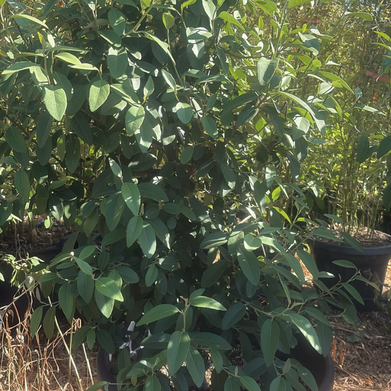 Lagunaria H 150-170 cm Vaso 70 | Albero Ornamentale Sempreverde | 4Foglie