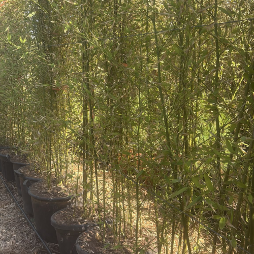 Bambù Phyllostachys Aurea H 230-250 cm Vaso 50 LT | 4Foglie