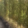 Bambù Phyllostachys Aurea H 230-250 cm Vaso 50 LT | 4Foglie
