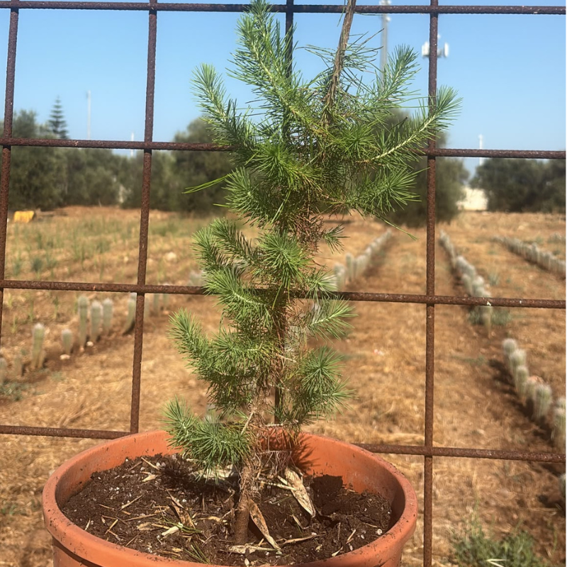 Pino Domestico (Pinus pinea) H 60-80 cm Vaso 27 | 4Foglie