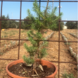 Pino Domestico (Pinus pinea) H 60-80 cm Vaso 27 | 4Foglie