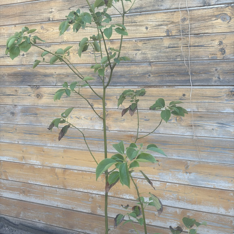 Canfora (Cinnamomum camphora) H 150 cm Vaso 30 | 4Foglie