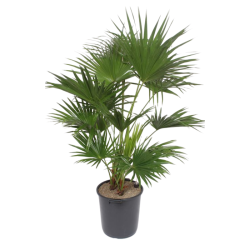 Livistona palma vaso 24 cm – Pianta ornamentale H 40 cm