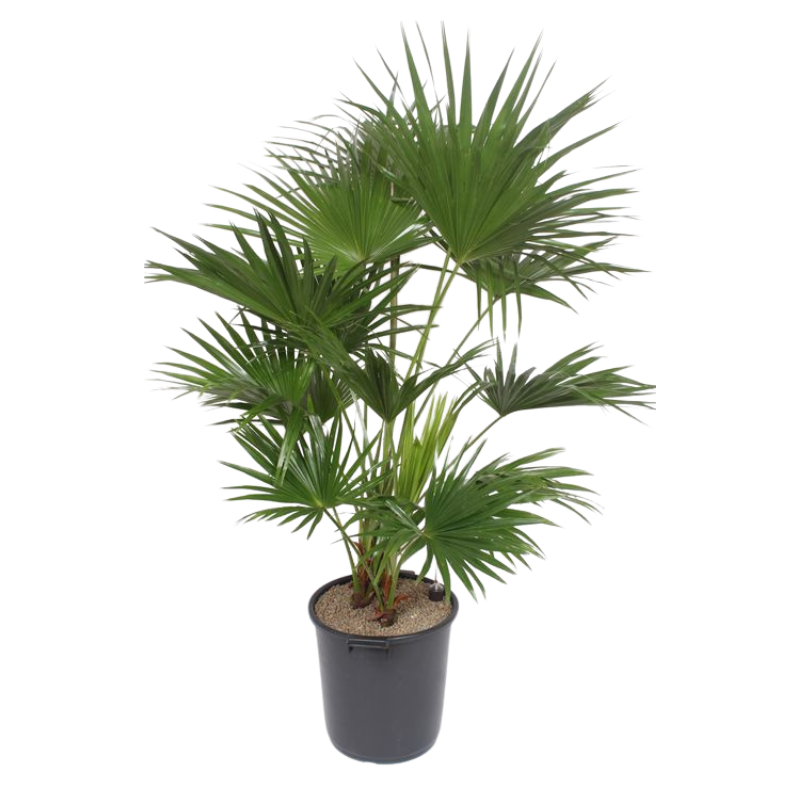 Livistona palma vaso 24 cm – Pianta ornamentale H 40 cm