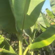 Musa Basjoo (Banano Giapponese) H 150-170 cm | Vaso | 4Foglie