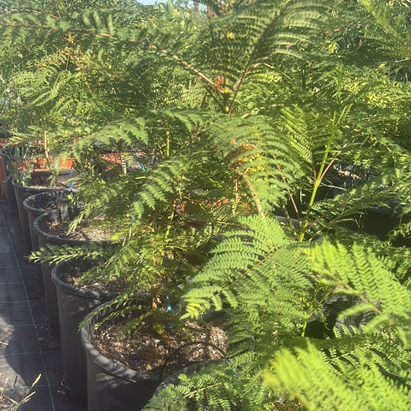 Jacaranda mimosifolia H 60-80 cm Vaso 30 | Albero Ornamentale | 4Foglie
