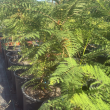 Jacaranda mimosifolia H 60-80 cm Vaso 30 | Albero Ornamentale | 4Foglie