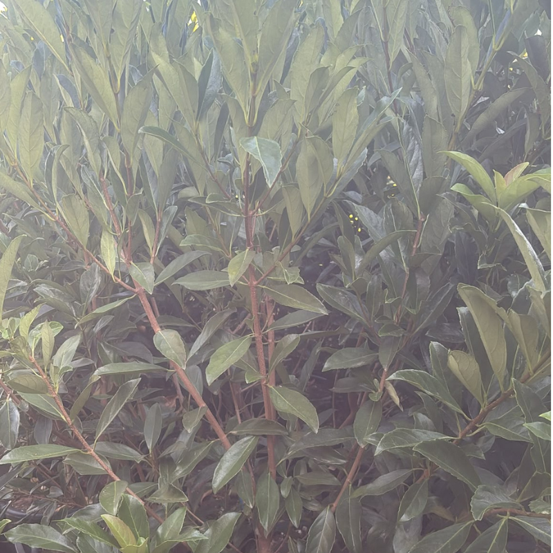 Viburnum odoratissimum H 180-200 cm Vaso 30 LT | 4Foglie