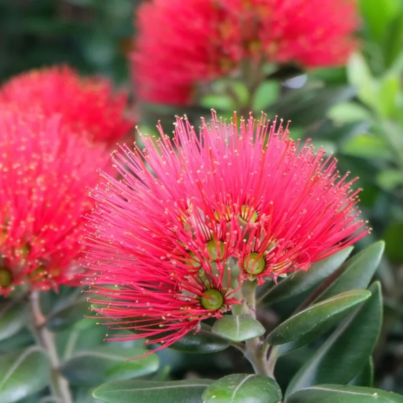 Metrosideros excelsus vaso 24 cm – Arbusto ornamentale 60/70 cm